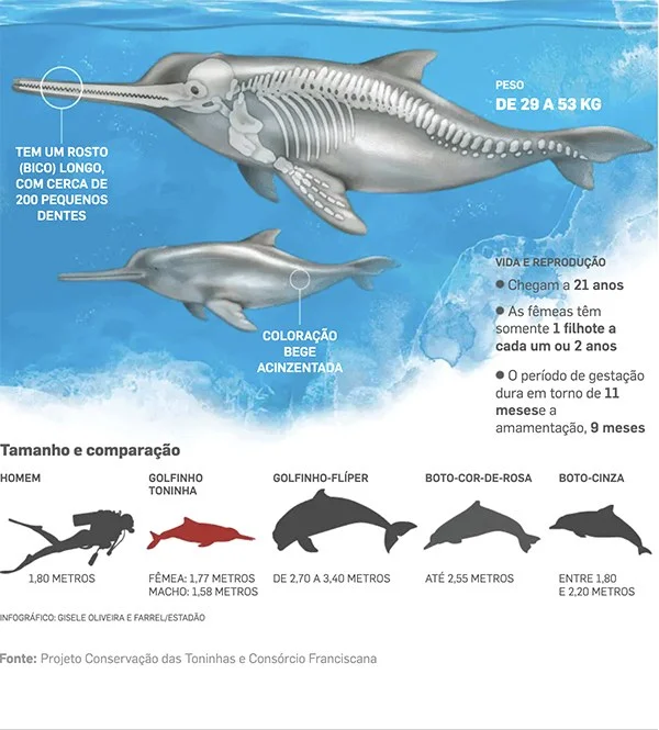 infográfico Toninhas