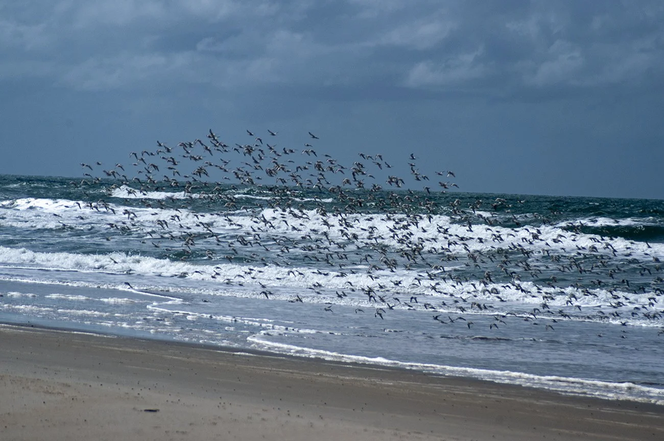 Imagem de maçaricos em voo na praia do cassino