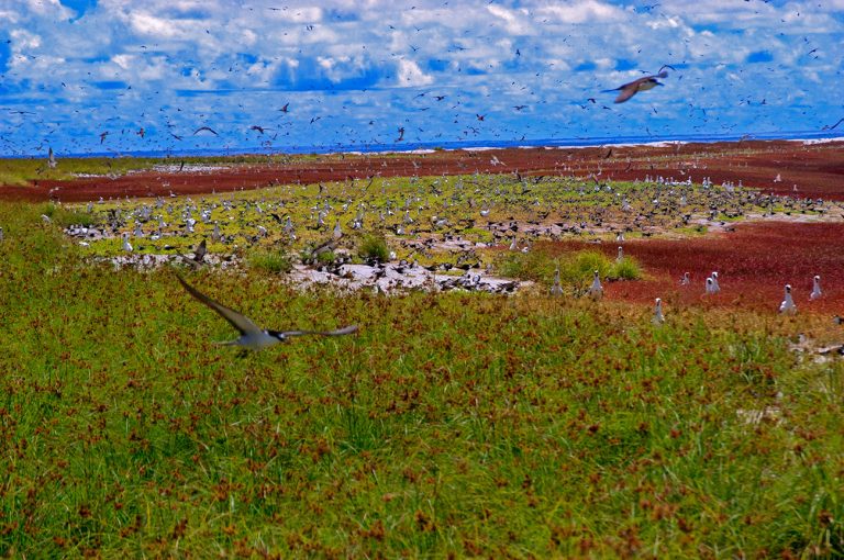 imagem de milhares de aves marinhas