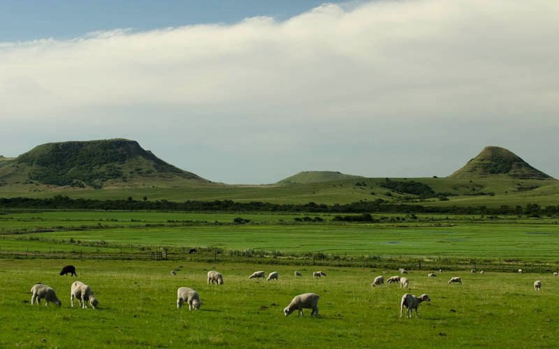 imagem de ovelhas criadas no Pampa