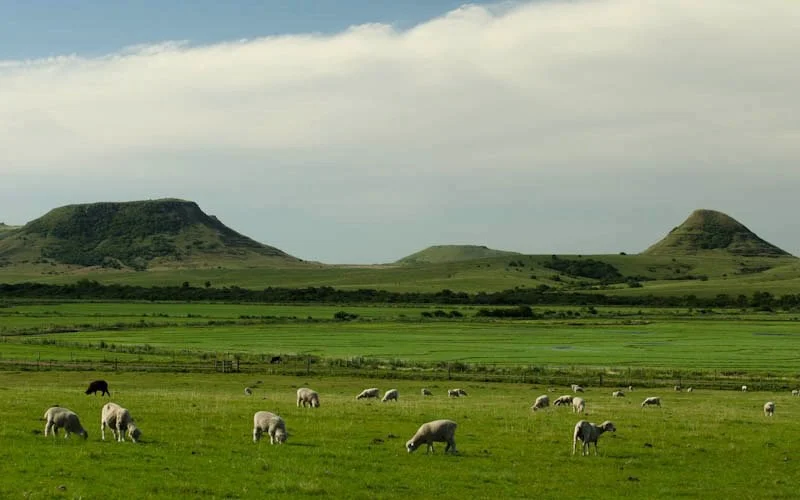 imagem de ovelhas criadas no Pampa