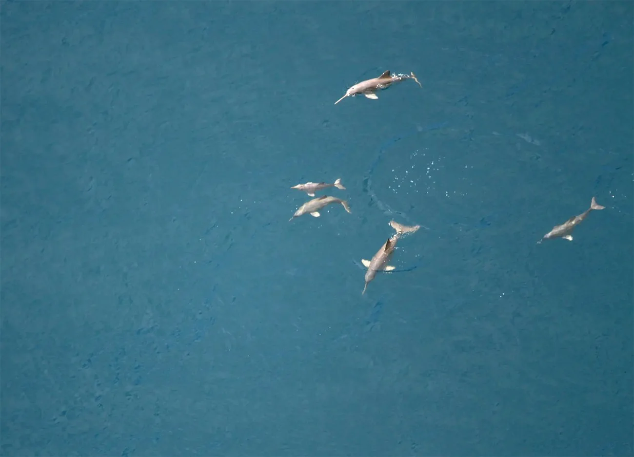 imagem de toninhas em Ubatuba