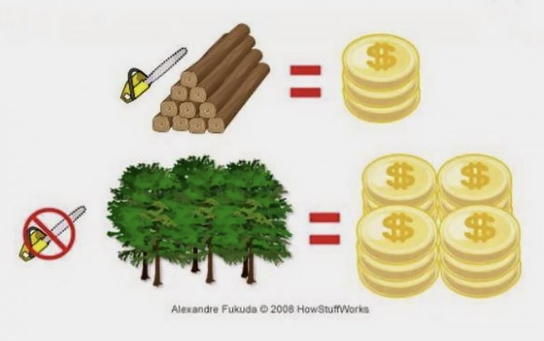 Ilustração mostra pagamento por serviços ambientais