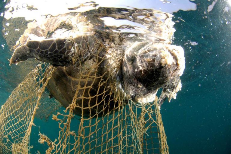 imagem de tartaruga marinha presa em redes de arrasto