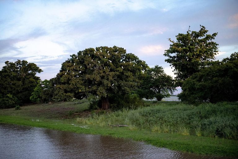 Imagem de garças em árvore