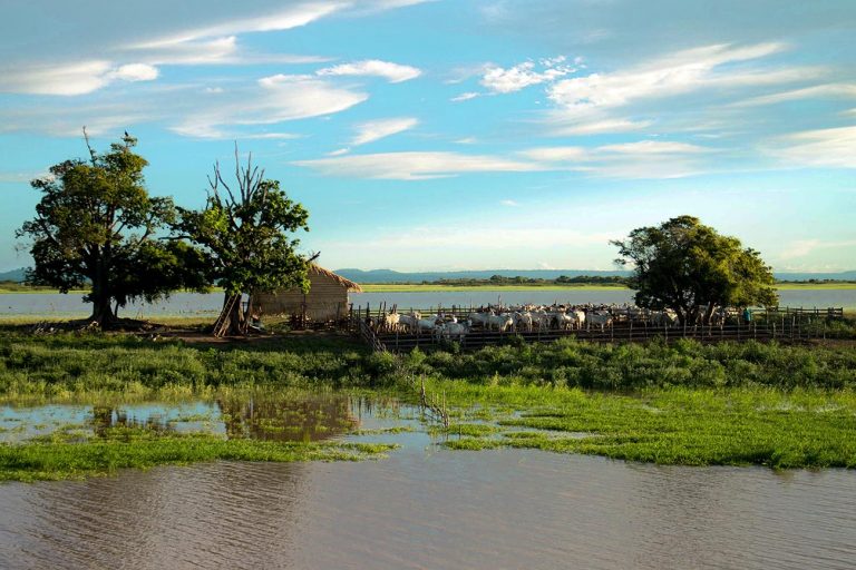 imagem de bois n furo do Jari