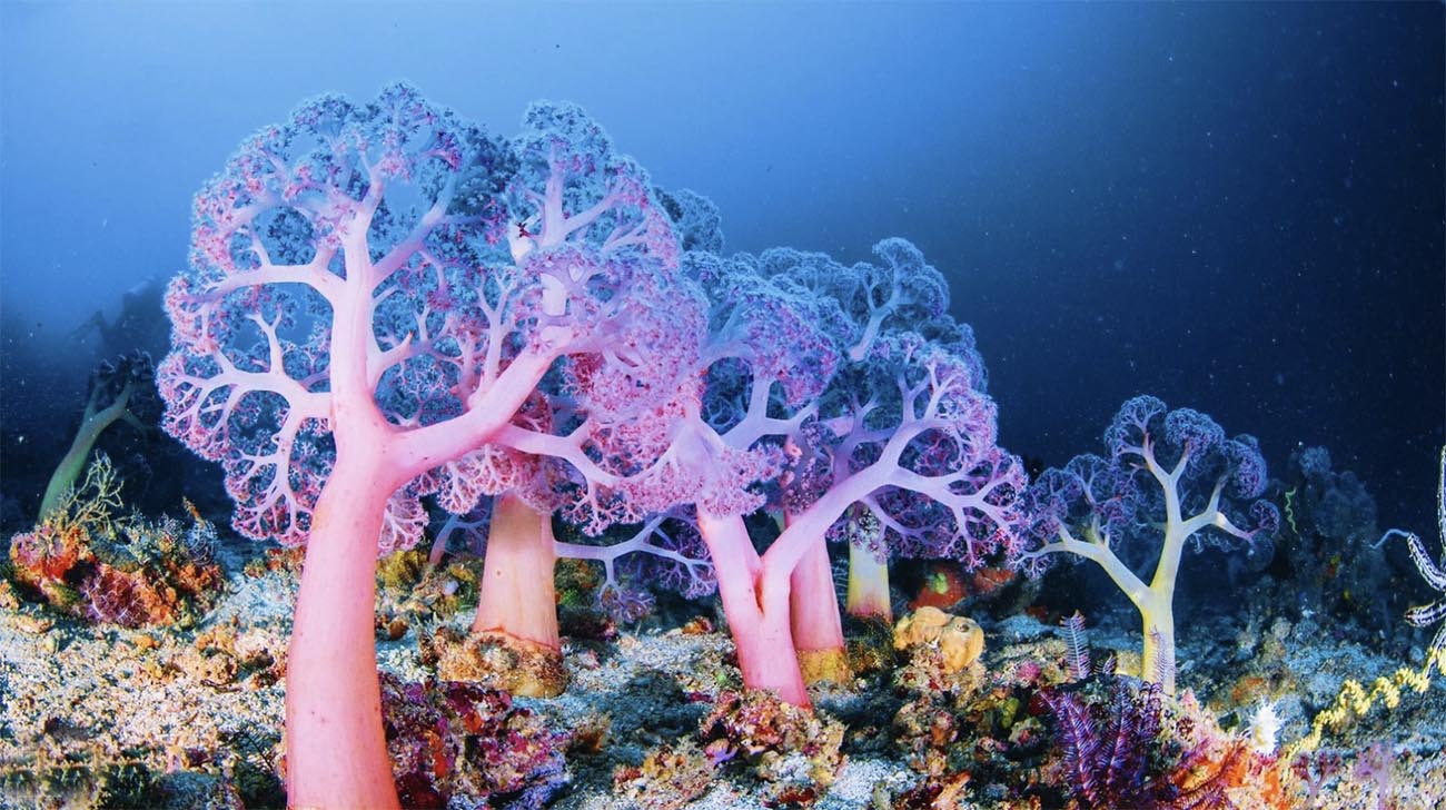 Imagem de recifes de corais em alto-mar