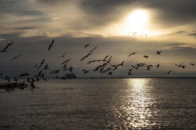 Imagem de talha-mares em voo