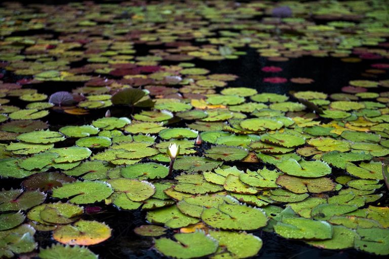 Imagem de vegetação em igarapé