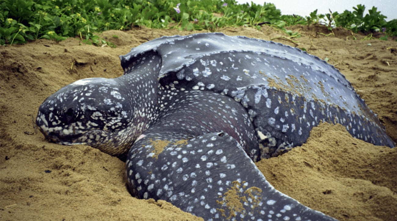 Imagem de tartaruga-de-couro no ninho