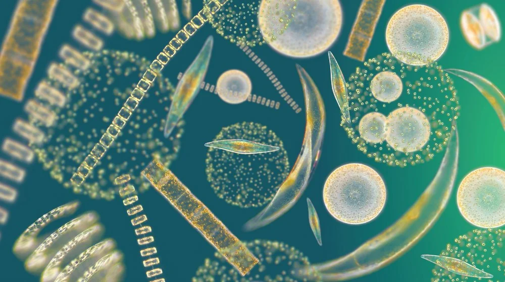 Imagem microscópica de fitoplâncton