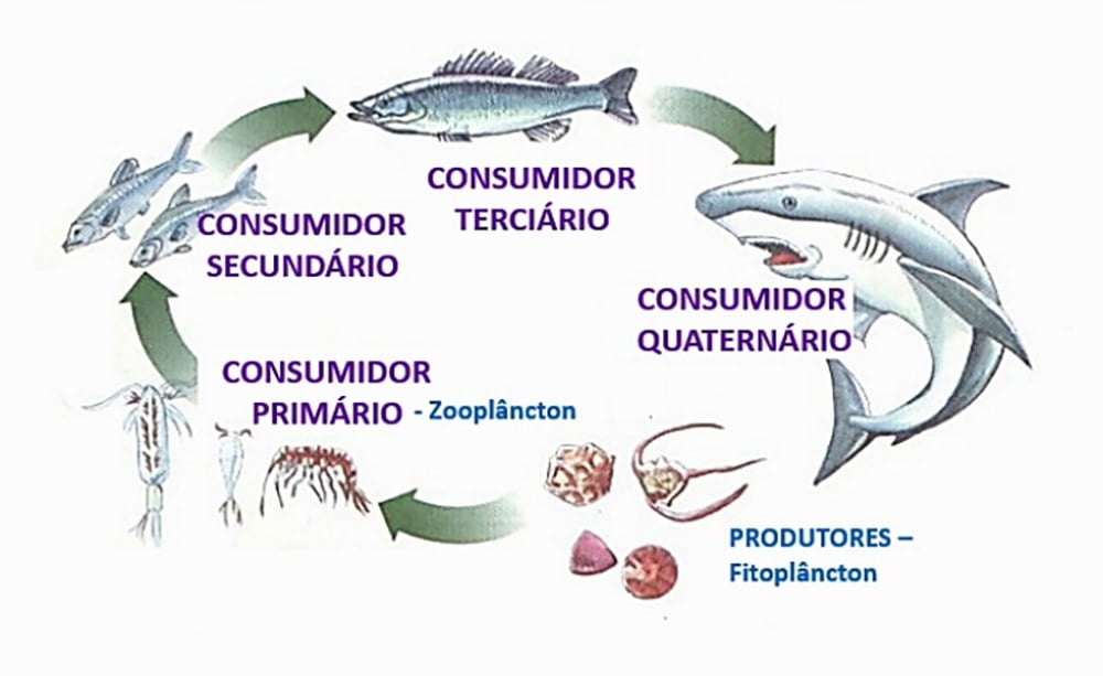 infográfico mostra ciclo de vida marinha