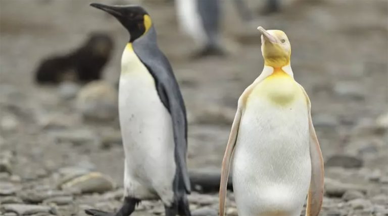 Imagem de pinguins-rei