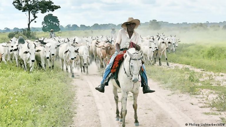 Imagem de boiada no Pantanal