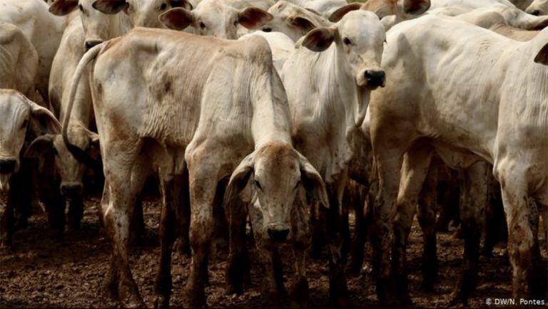 Imagem de rebanho bovino em São Félix do Xingu