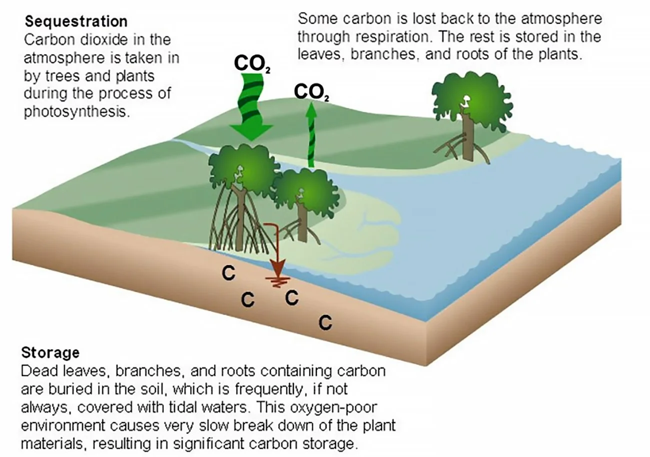infográfico mostra ciclo do carbono e mangues