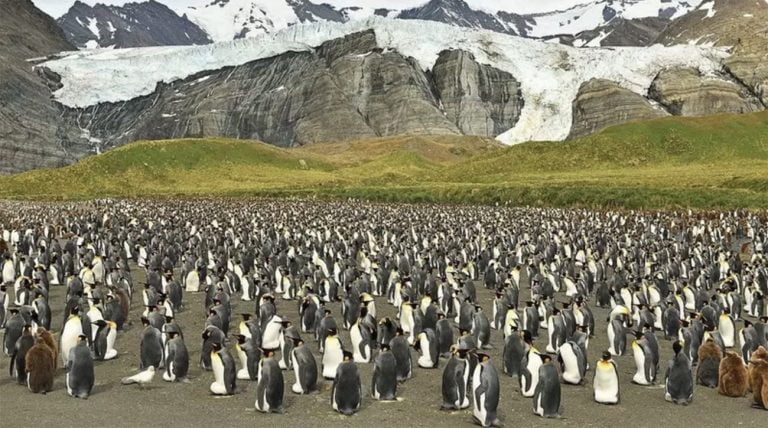 Imagem de colônia de pinguins-rei
