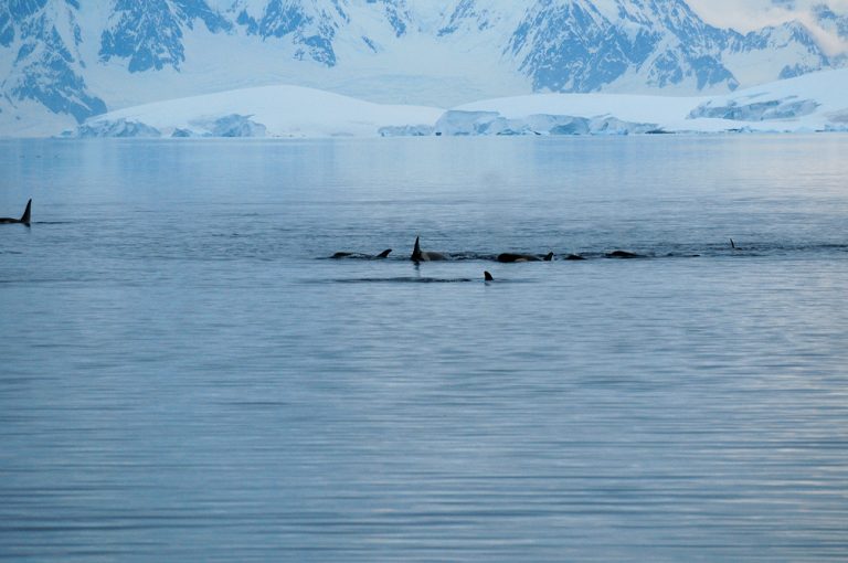 Imagem de orcas no estreito de Gerlache