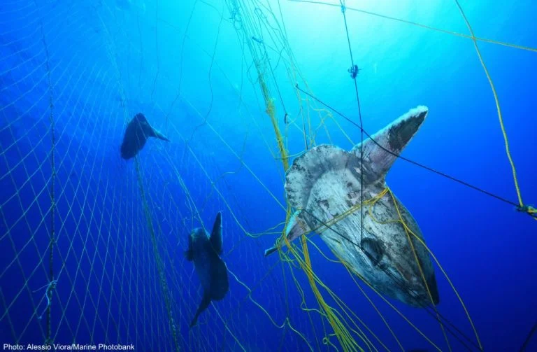 Imagem de peixe lua preso em rede