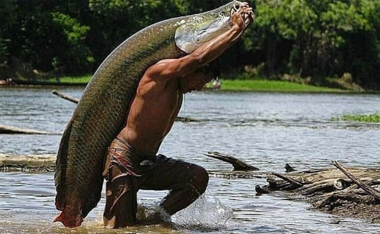 imgem de pescador com pirarucu na Amazônia