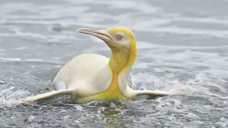 Imagem de pinguim-rei amarelo