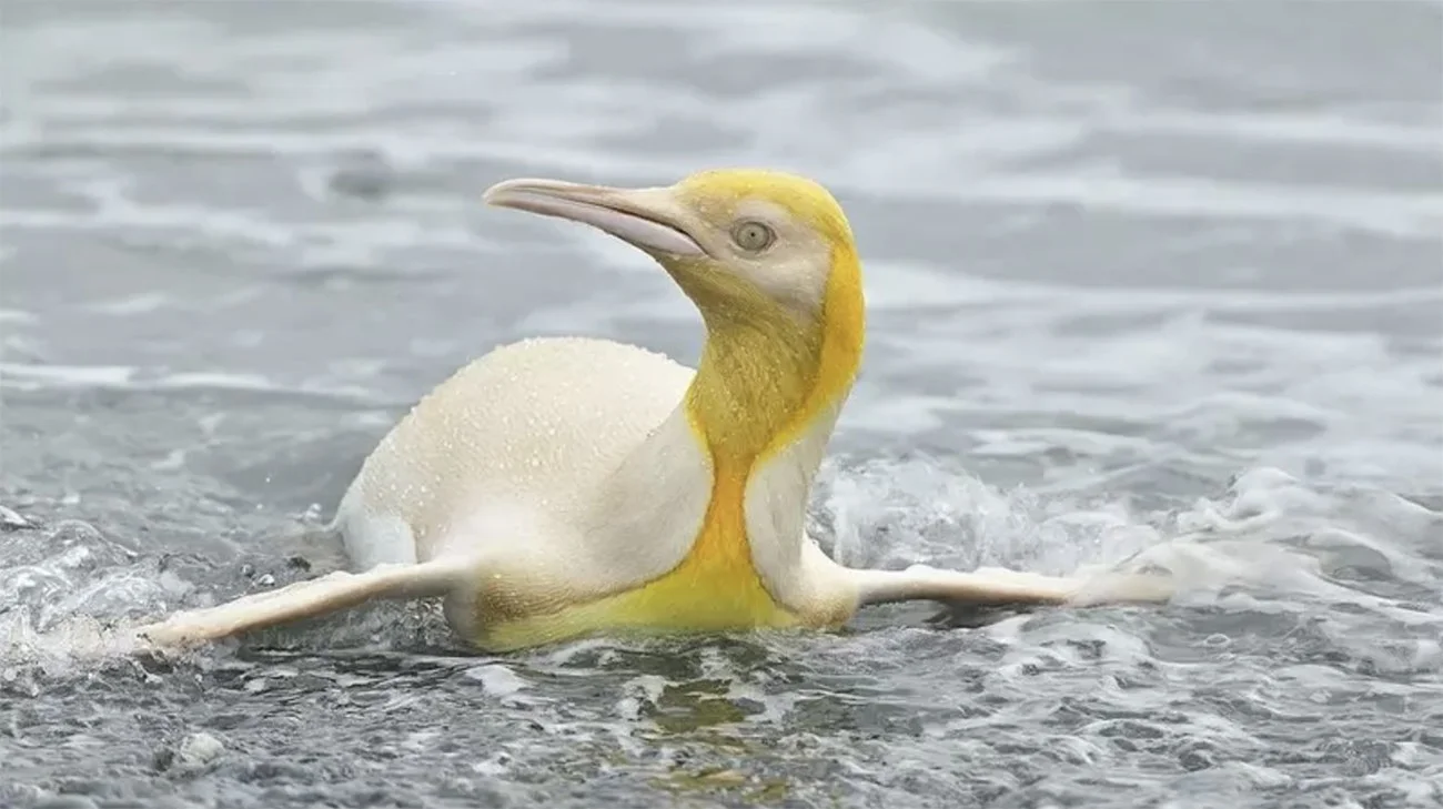 Imagem de pinguim-rei amarelo