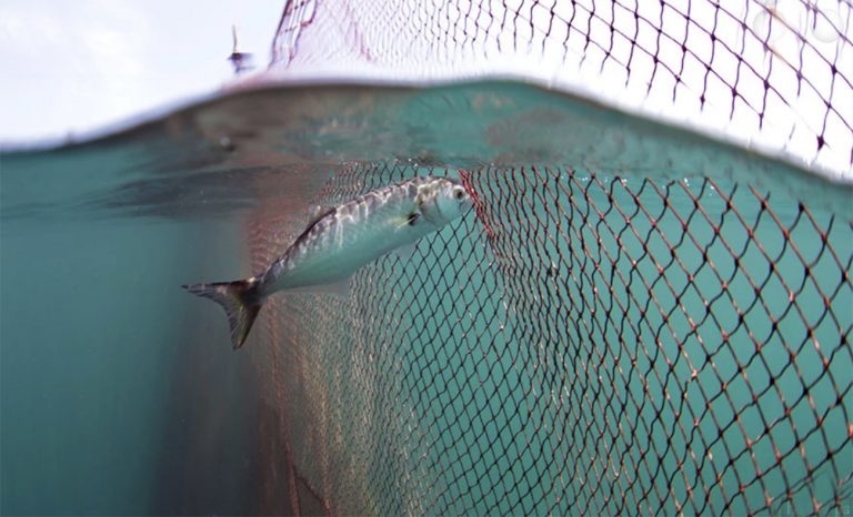 Imagem de rede de pesca