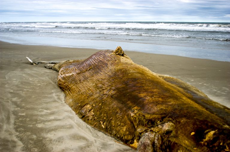 Imagem de baleia morta na praia do Cassino, RS