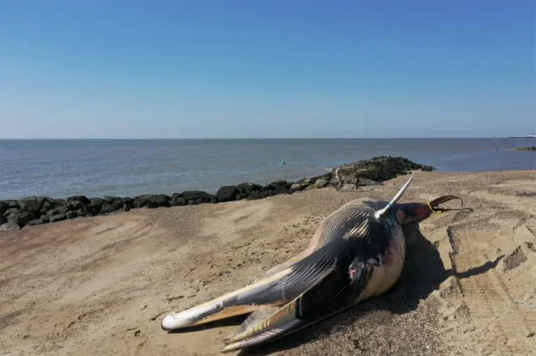 Imagem de baleia encalhada em praia