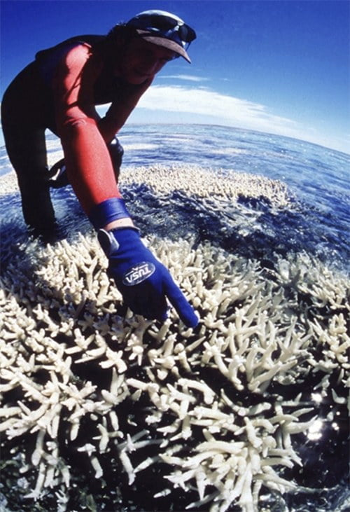 Imagem de branqueamento de corais