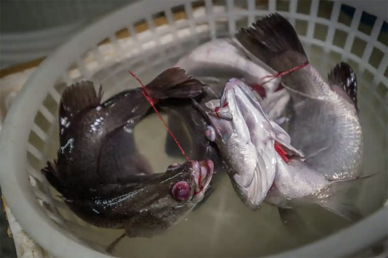 Imagem de peixes amarrados em bacia