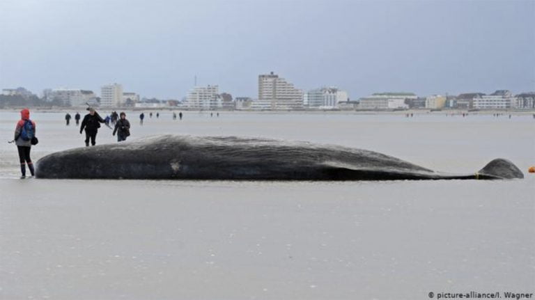Imagem de baleia encalhada em praia