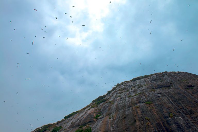 Imagem de fragatas na Ilha Redonda