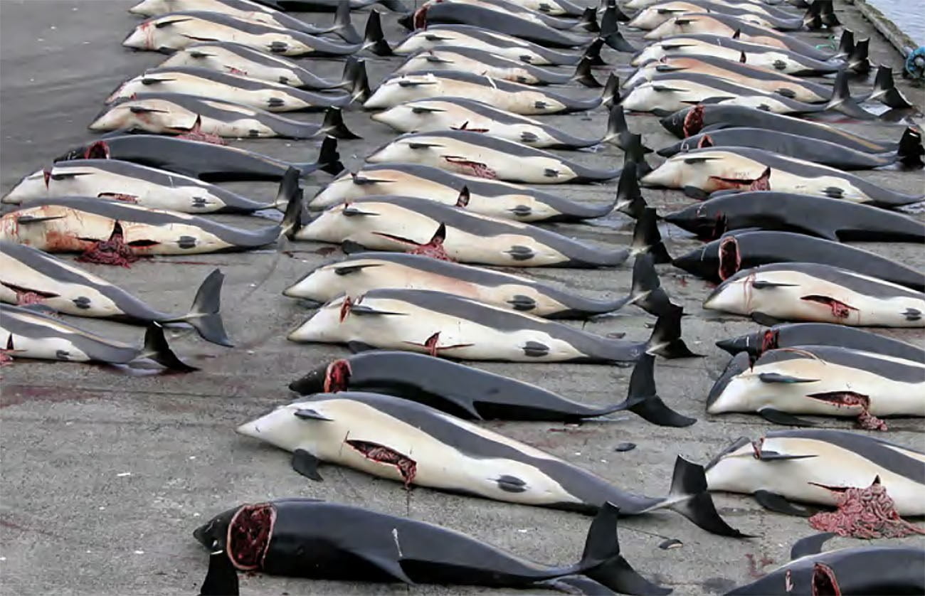 Imagem de golfinhos mortos nas Ilhas Faroe