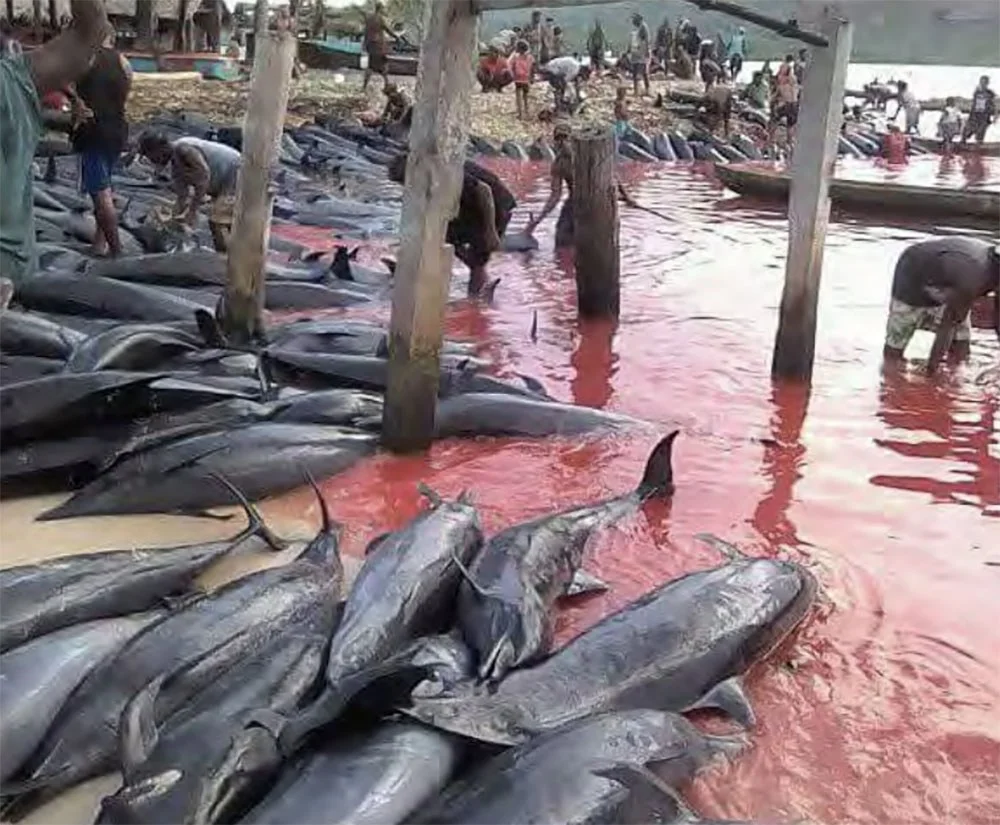 Imagem de golfinhos mortos em caçada nas Ilhas Salomão