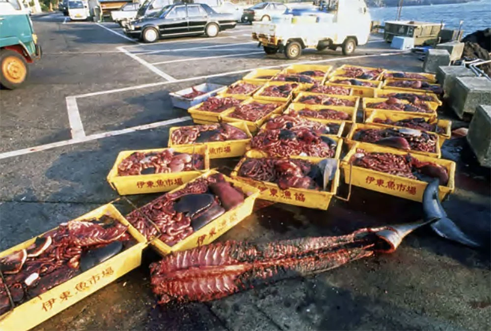 Imagem de Partes do corpo de pequenos cetáceos, Japão