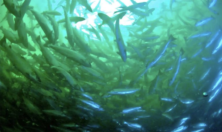 Imagem de cardume de peixes