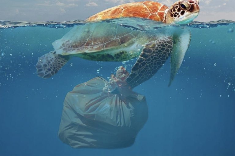desenho de tartaruga marinha com saco plástico
