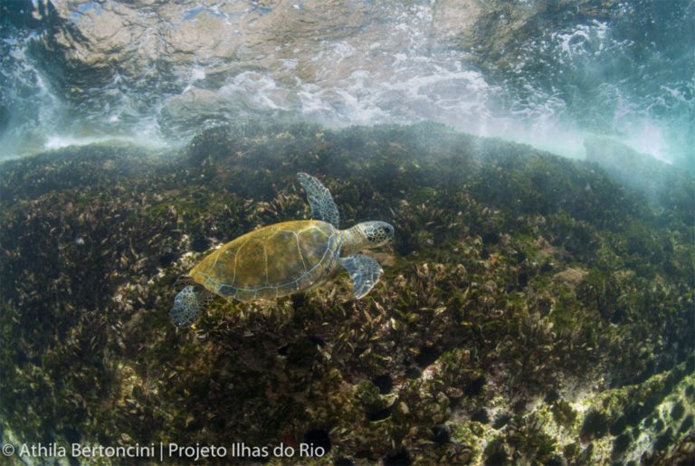 Imagem de tartaruga-marinha