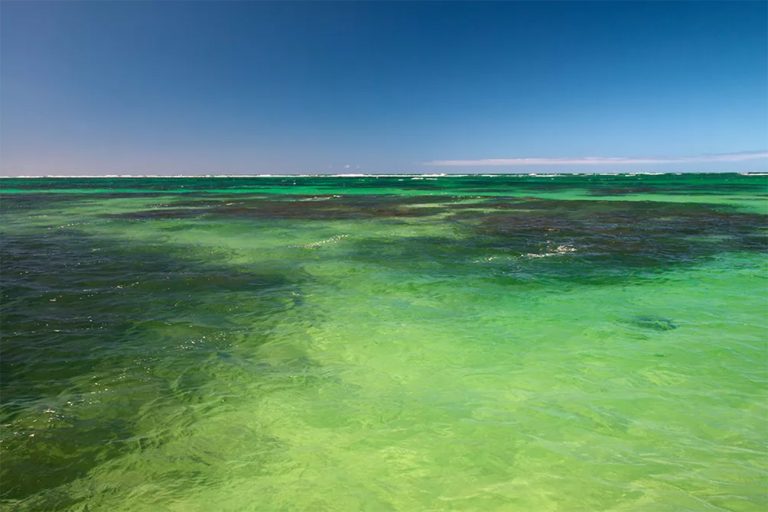 Imagem da APA Costa dos Corais