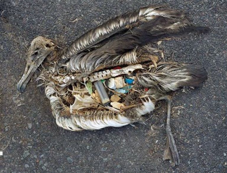 Imagem de ave com estômago recheado de plástico