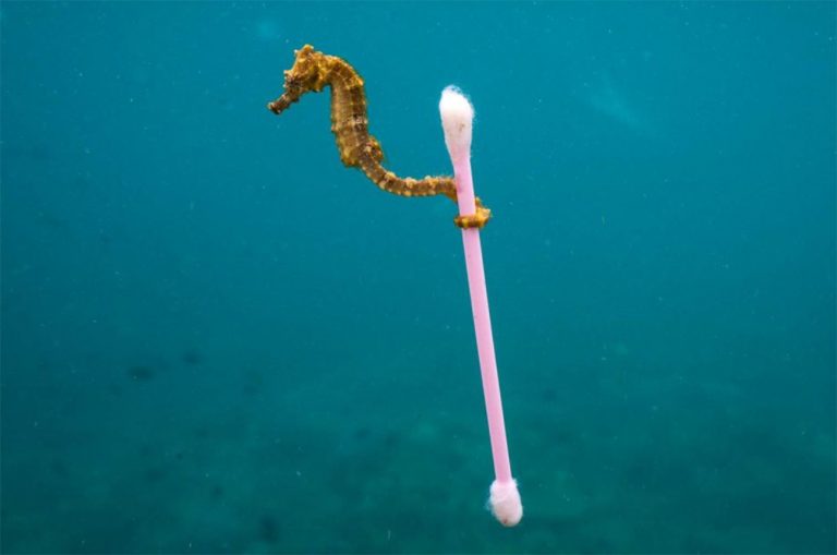 Imagem de cavalo marinho com cotonete