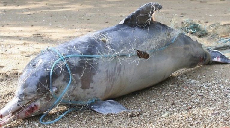 Imagem de golfinho morto por rede de pesca