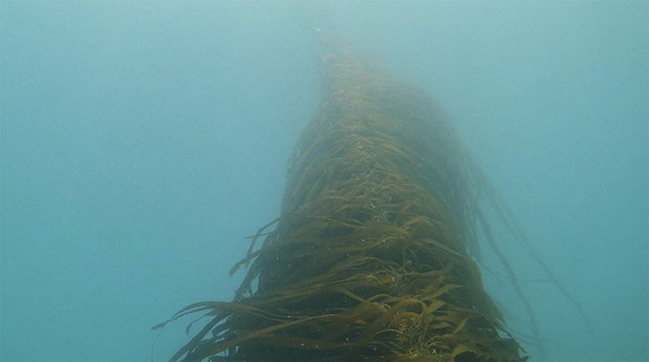 Imagem de kelps no mar
