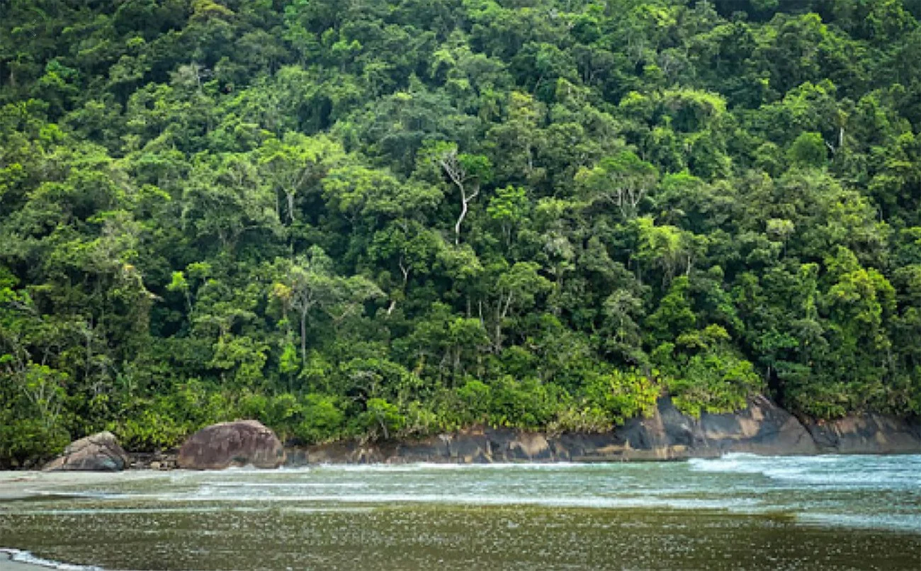 Imagem da mata atlântica