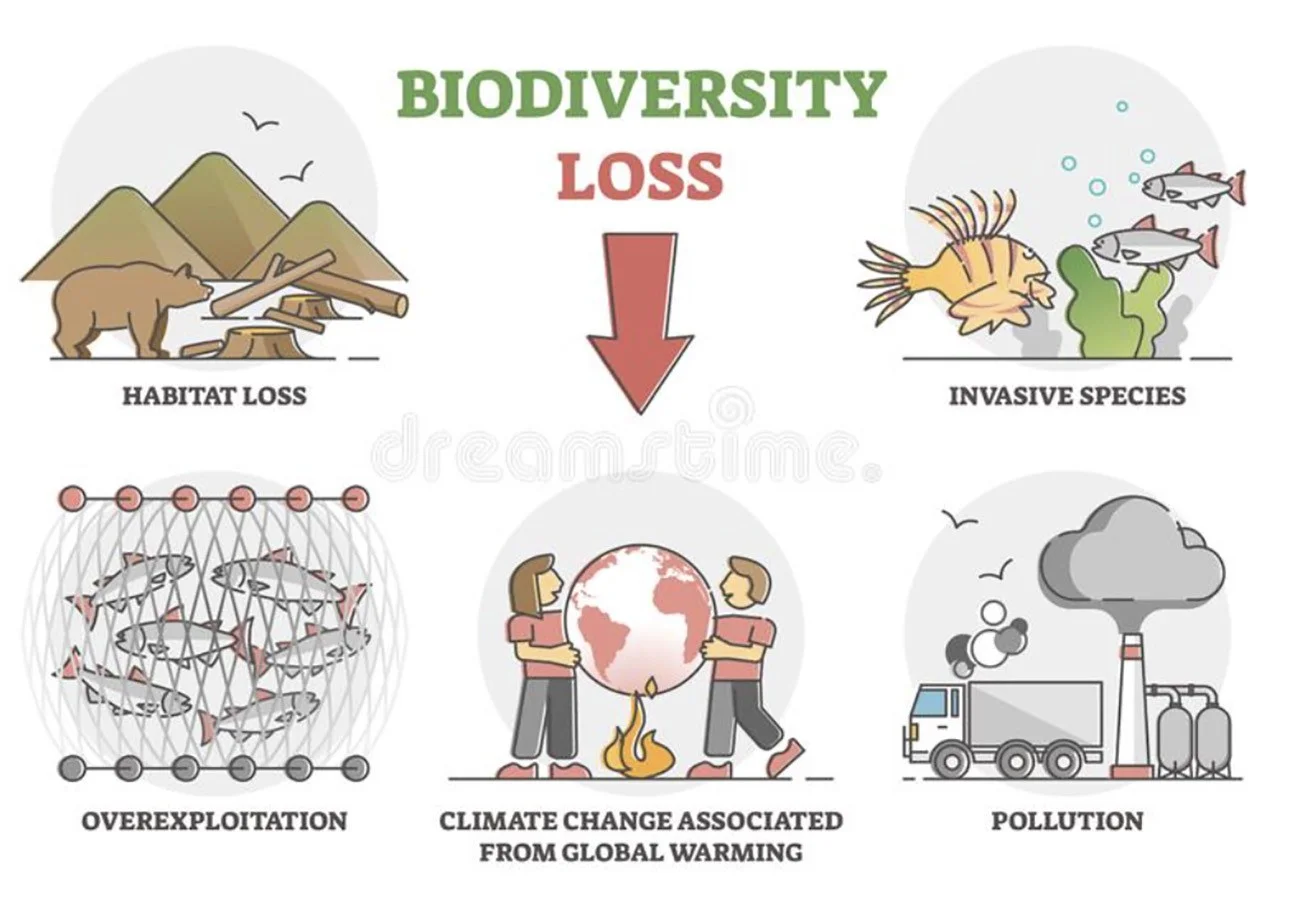 Infográfico mostra declínio da biodiversidade