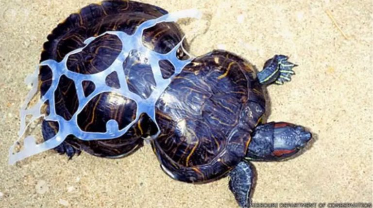 Imagem de tartaruga marinha deformada pelo plástico