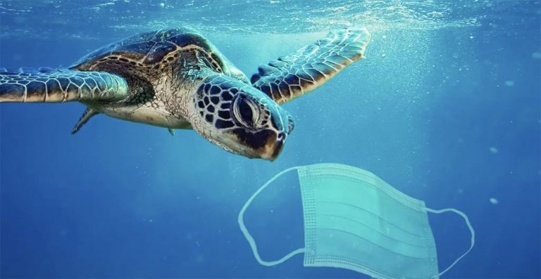 Imagem de tartaruga marinha e máscara facial