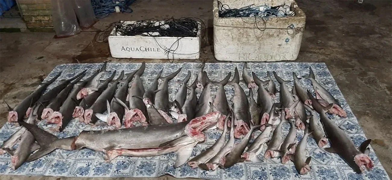 Imagem de tubarões pescados ilegalmente em Alcatrazes