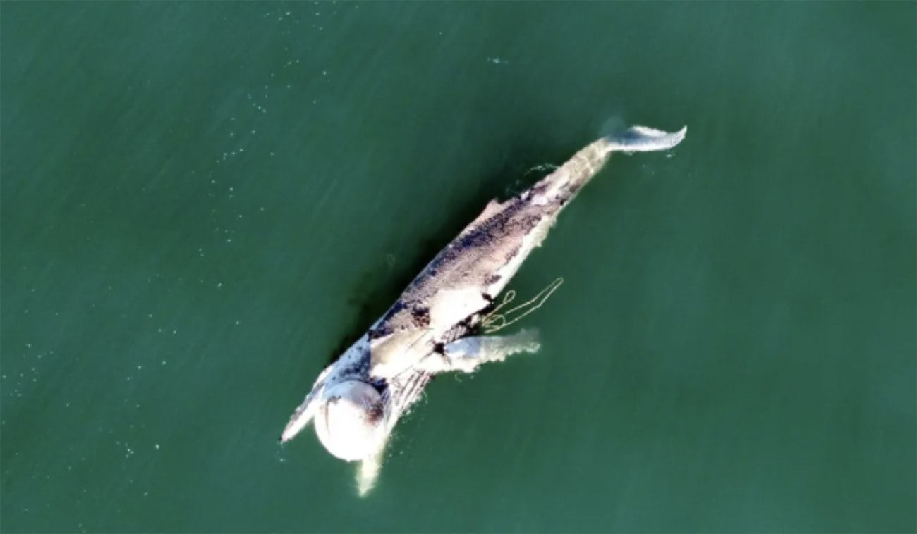 Imagem de baleia morta por rede de pesca